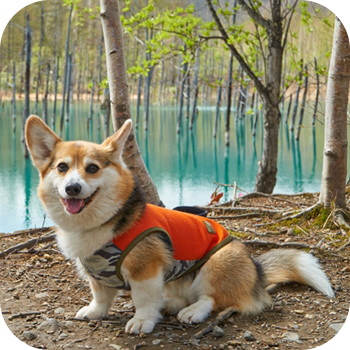 愛犬との出会いが、幸せな時間になりますように